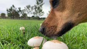 Functional Mushrooms for Dogs and Cats